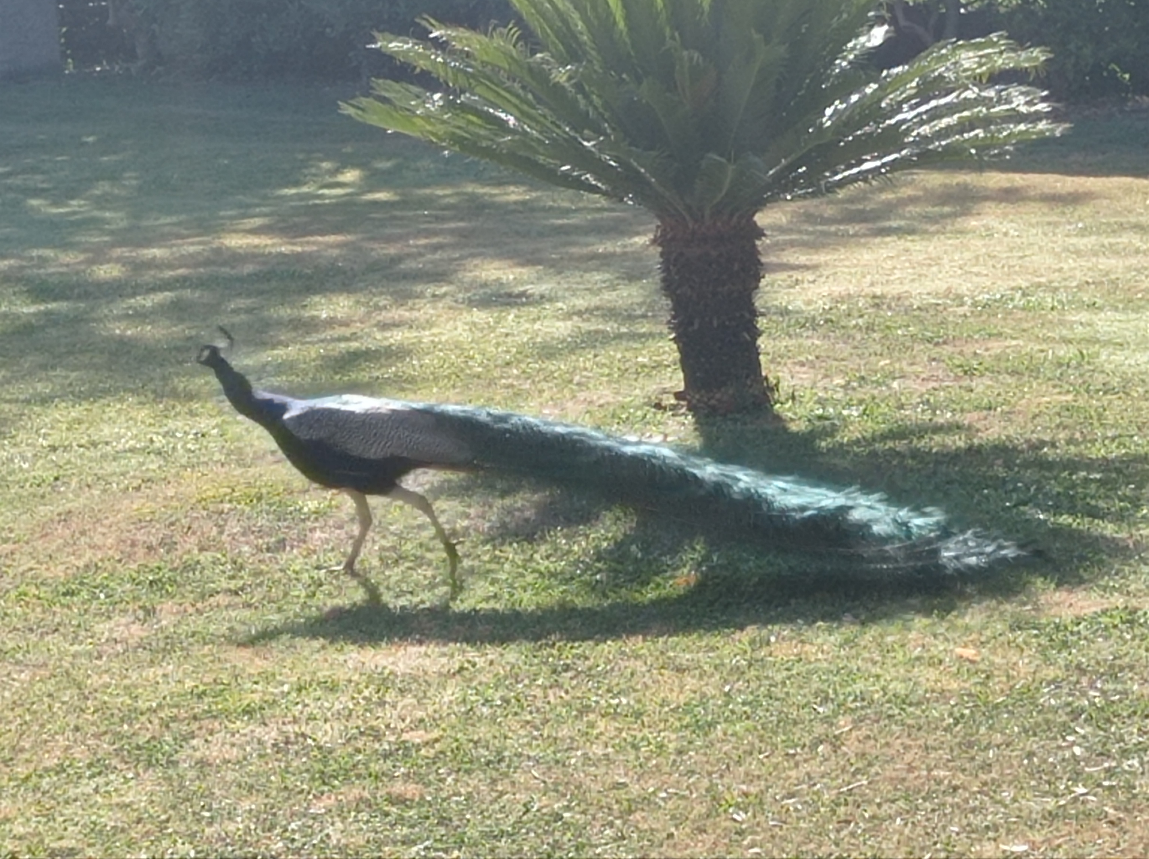 Pavone nel giardino della villa